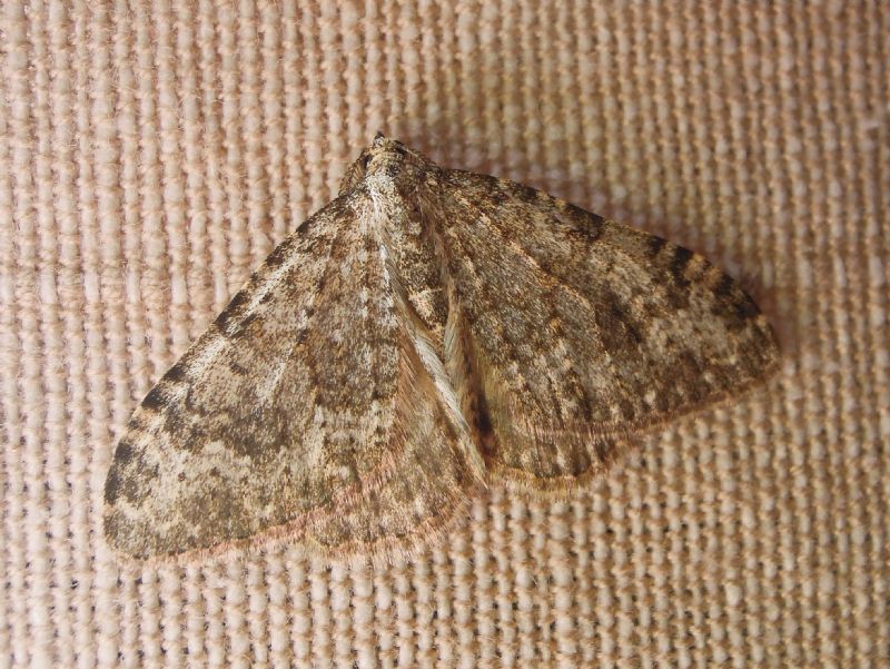 Geometridae Larentiinae - Coenotephria sp.